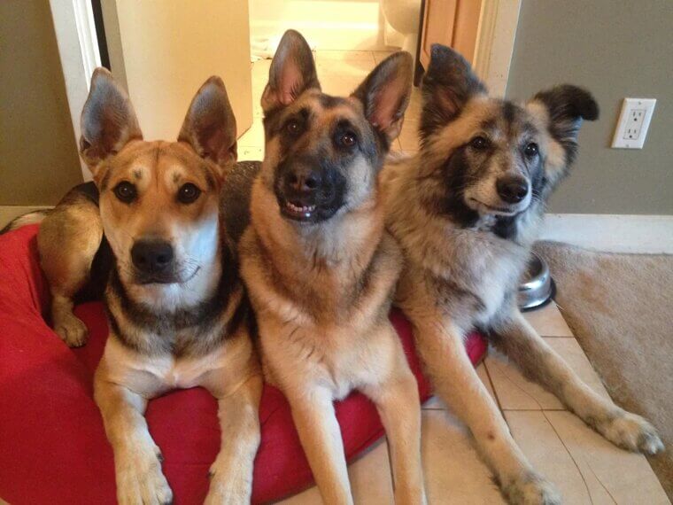 They Live With Other Pets