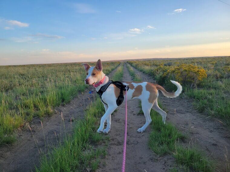They're Reluctant to Go For Walks