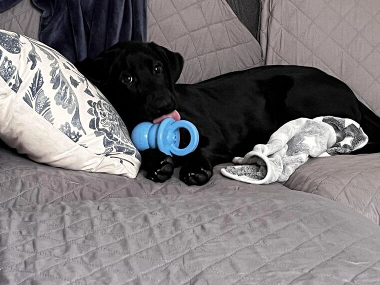 They Show “Whale Eyes”