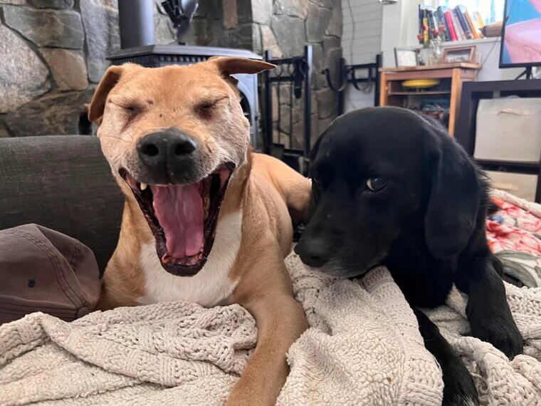 They Constantly Yawn