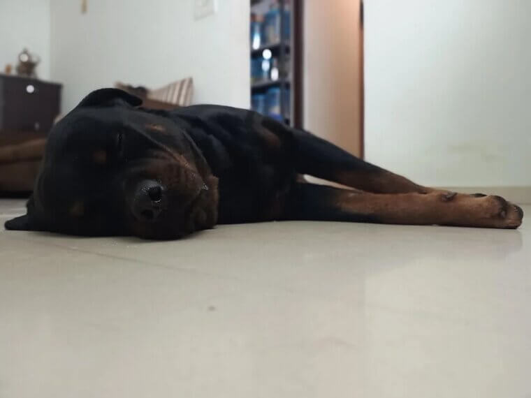 They Ignore Their “Guard” Role