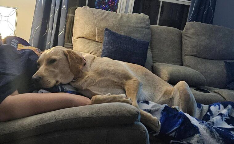 They Resist Being Picked Up