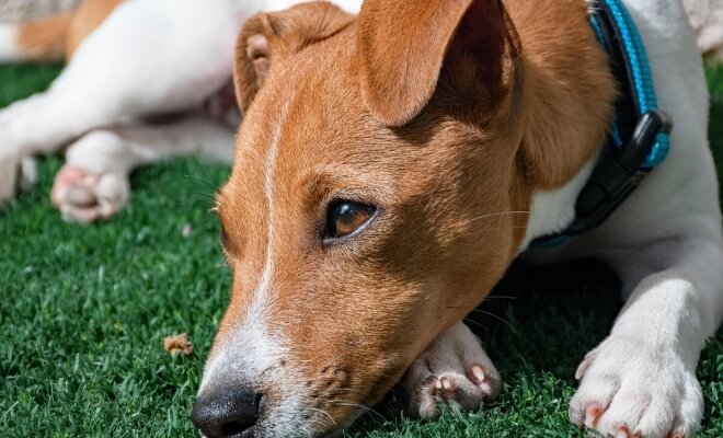 Why Your Dog Doesn't Show Love and How to Change This