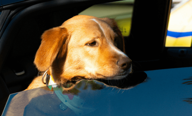 Amazon Car Finds That Are Surprisingly Useful