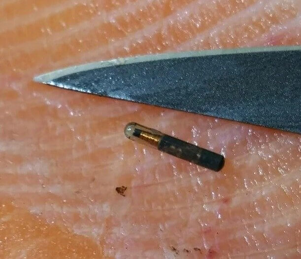 A High-Tech Surprise Inside a Fresh Salmon Catch