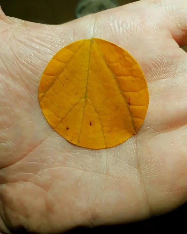 Nature’s Patterns Hiding in Plain Sight