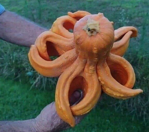 The Squash That Grew Eight Arms