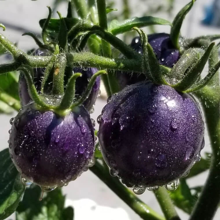 The Stunning Hue of the Indigo Rose Tomato