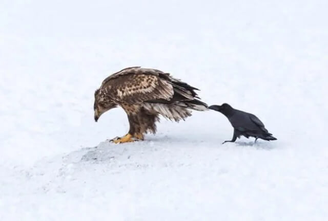 The Audacious Bravery of a Fearless Crow