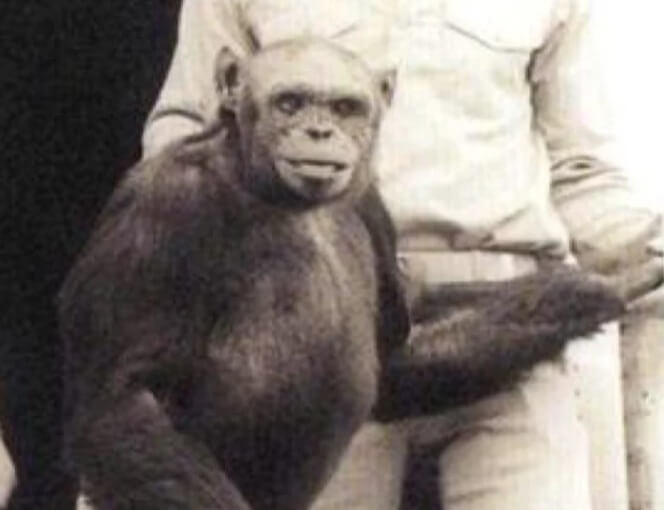 Human-Chimpanzee Hybrid Attempt