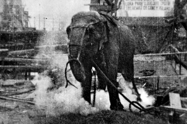 Thomas Edison Killed a Circus Elephant
