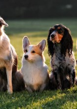 Which Dog Breed Fits Your Personality?