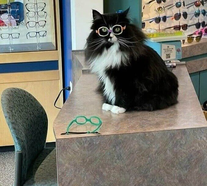 Meet Truffles - He'll Sell You Glasses
