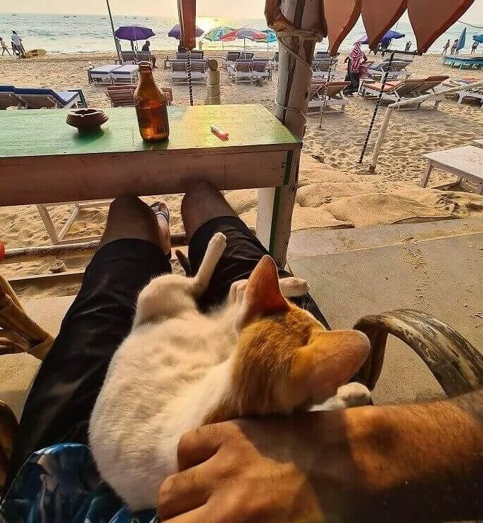 The Purrfect Companion