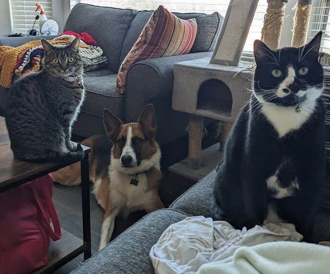 When Your Human Is in the Early Stages of Labor and Everyone Can Sense It