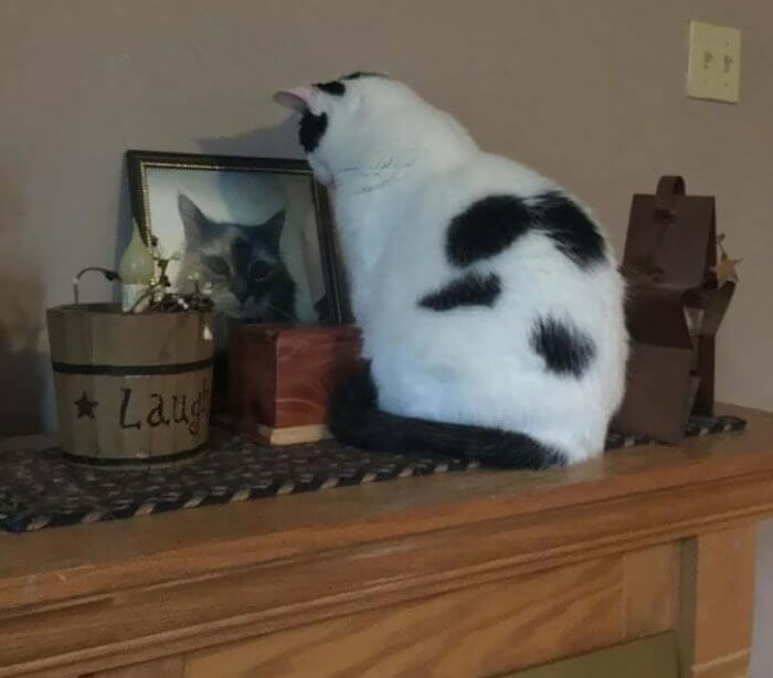 A Cat in Mourning His Best Friend