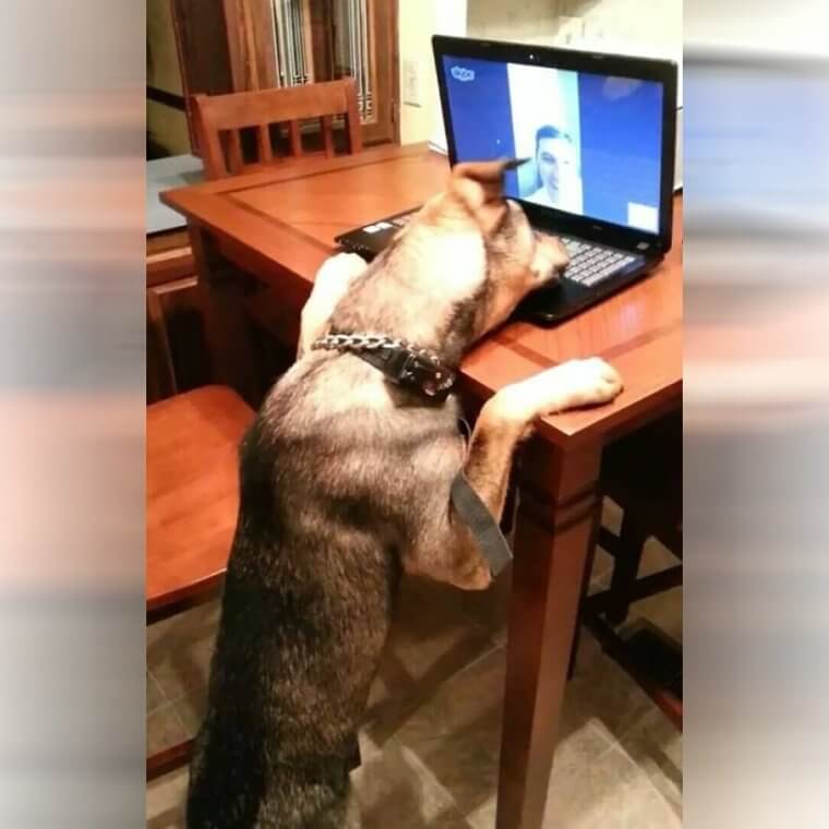 A Dog Date on Zoom
