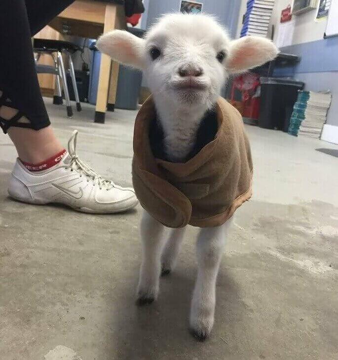 Small Town Schools Be Like