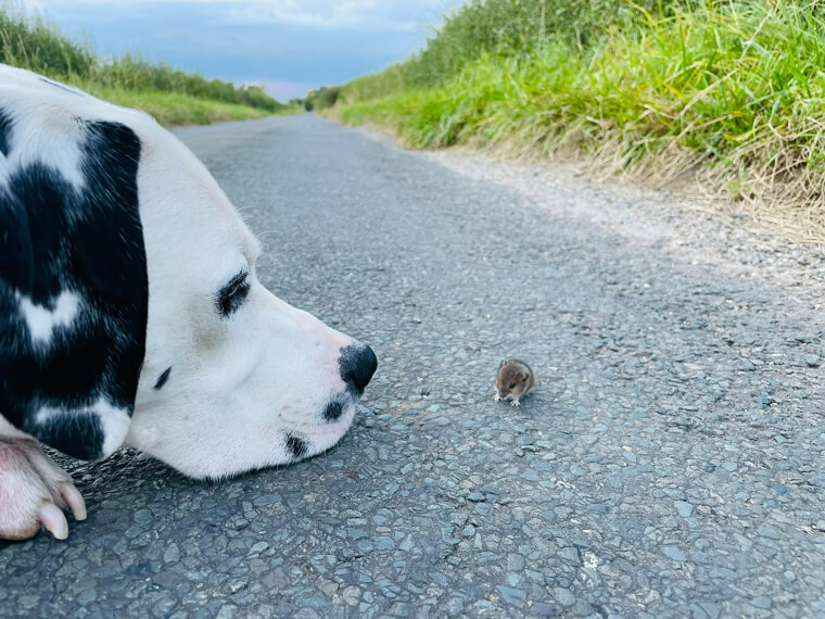 A Gentle Giant and His Mouse Friend
