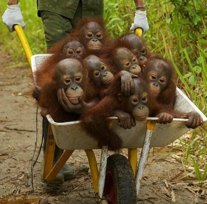 These Orphaned Baby Orangutans Go to Jungle School Everyday in Their Wheelbarrow School Bus