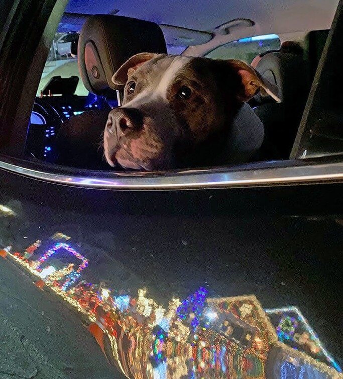 He Loves the Christmas Lights