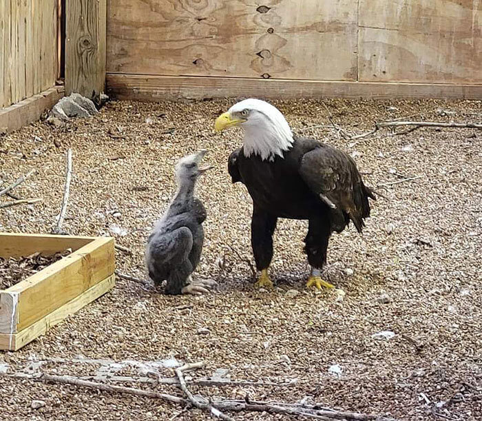 An Eagle and Their Adopted Child