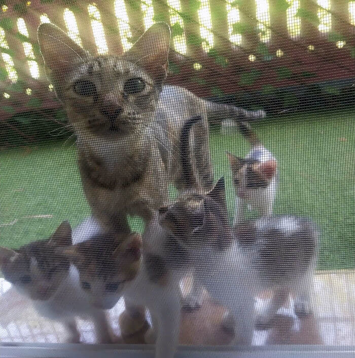 Can We Come in?