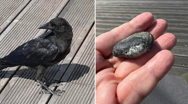 He Gave the Bird Food, so the Bird Brought Him Back a Rock as a Thank You