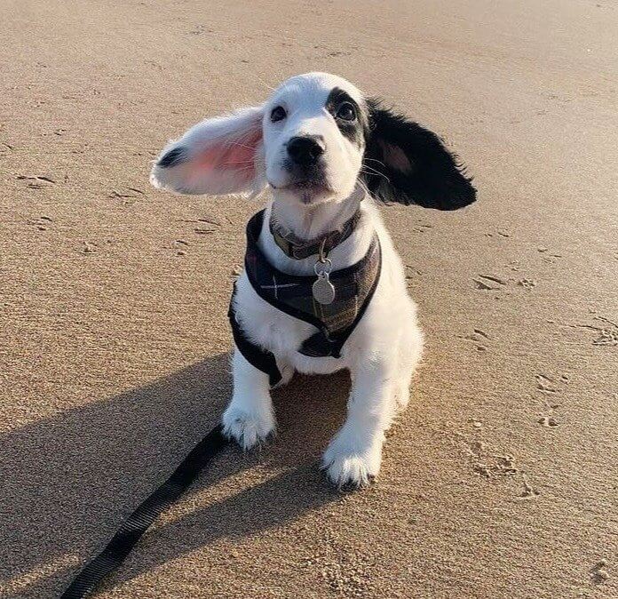 This Meteorologist's Ears Can Tell You When It's Windy
