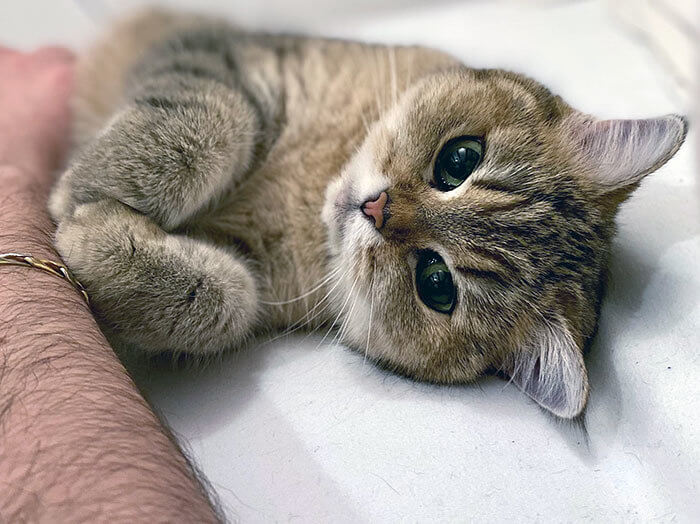 This Cat Is Old, but When She Looks at Her Owner, She Looks Like a Kitty Again