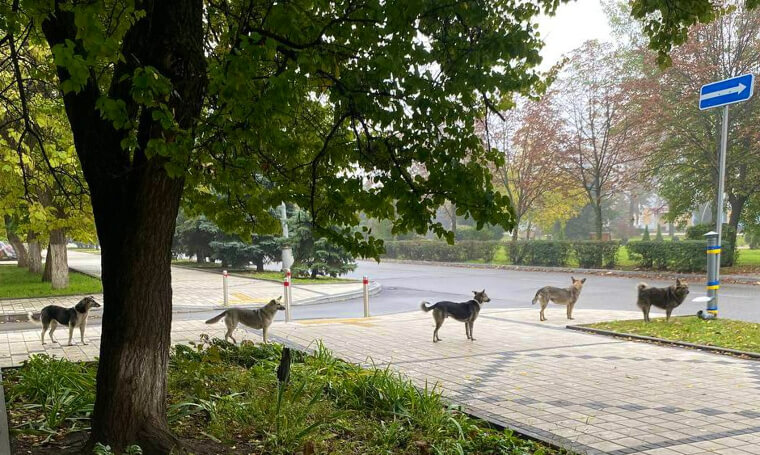 These Stray Dogs in Ukraine Got in a Perfect Line All on Their Own for Some Food