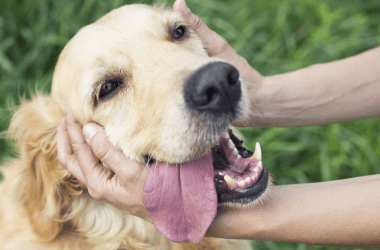 Animal Photos That Give an Immediate Mood Boost