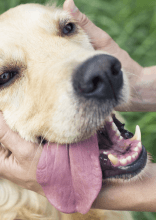 Animal Photos That Give an Immediate Mood Boost