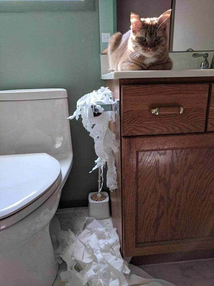 This Cat Who Ironically Got A Revenge Against His Owner’s Revenge