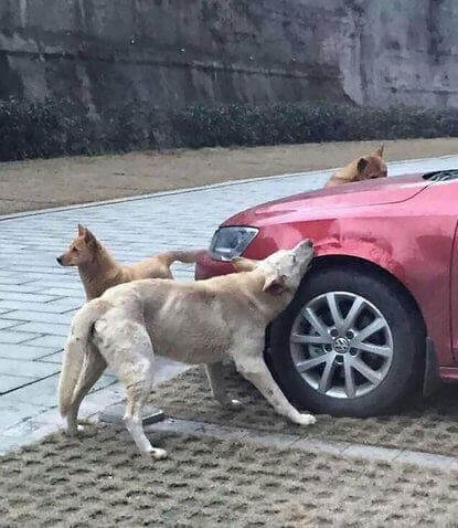 These Dogs That Avenged Their Furry Friend By Destroying This Guy’s Car
