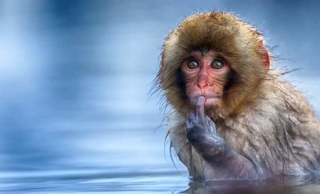 Wildlife Photos That Prove Animals Are The Funniest