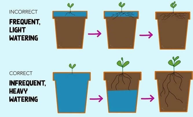 "Getting To The Root Of The Problem"