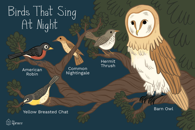 "Can You Feel The Love Tonight? "