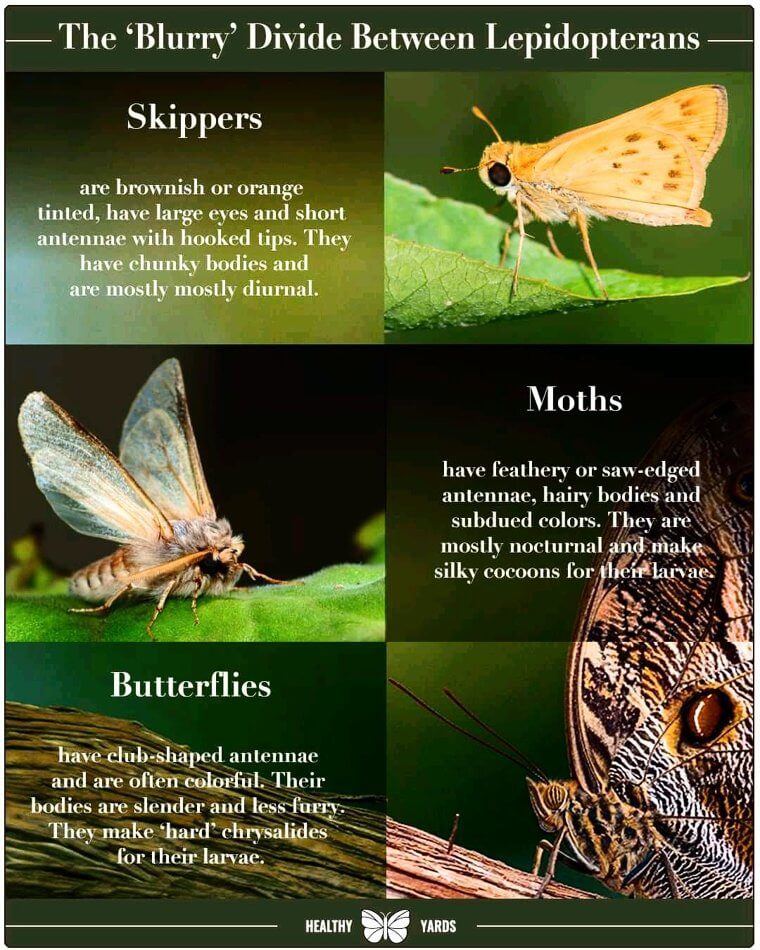 "One Is Definitely More Majestic Than The Others"