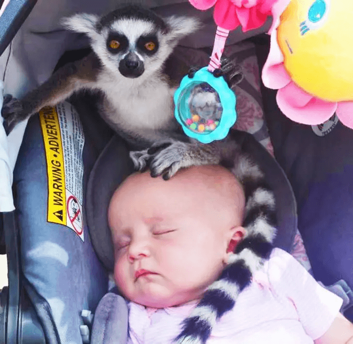The Lemur Whisperer