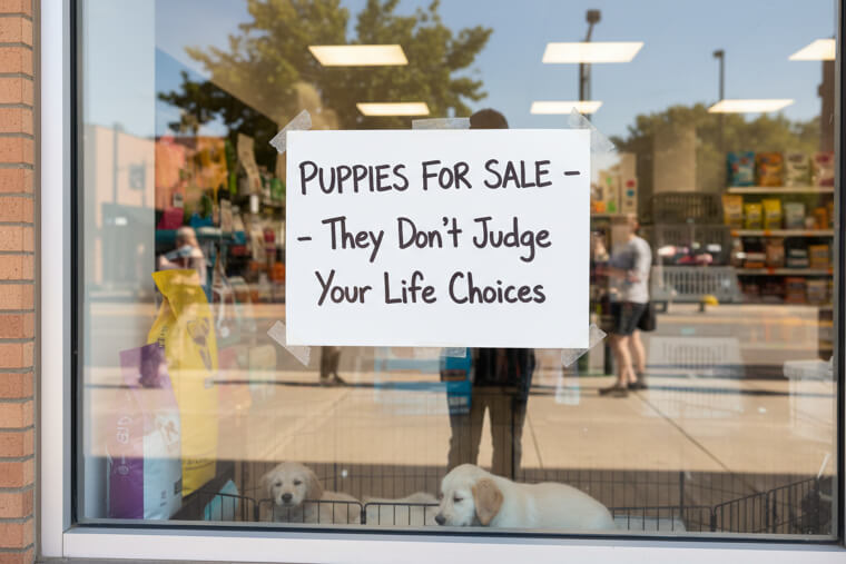 The Pet Store That Got Too Personal