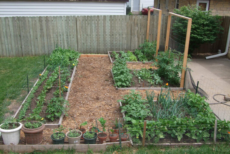 Grow Your Own Food