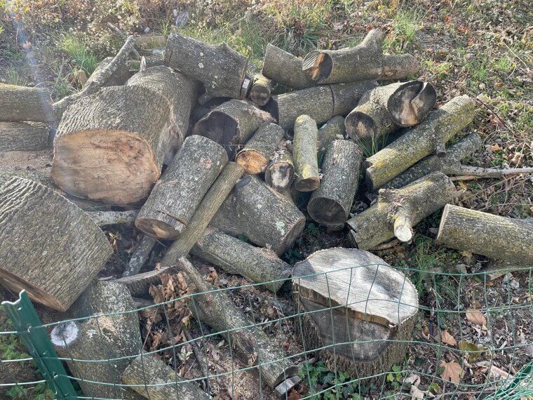 Firewood