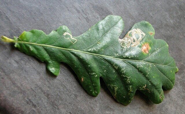 The Oak Leaf Acidifier: Adjusting Soil Color Naturally