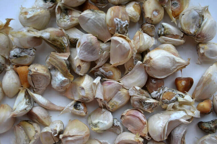 The Garlic Guard: A Smelly Shield Against Pests