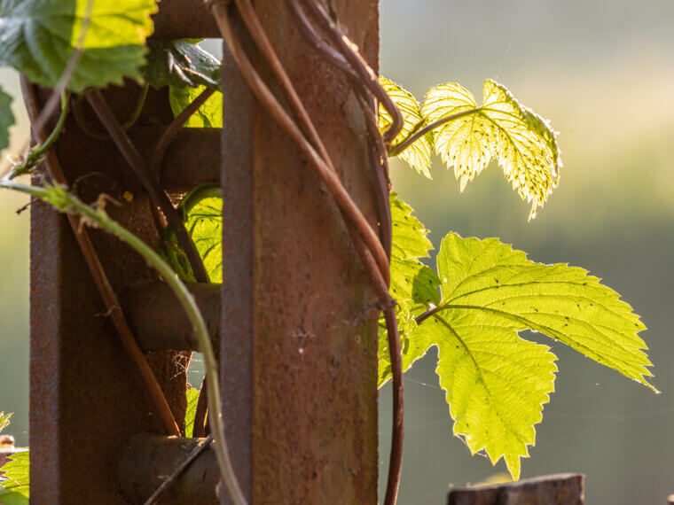 The Tall Stake Trick: Giving Peas a "Hand" to Climb