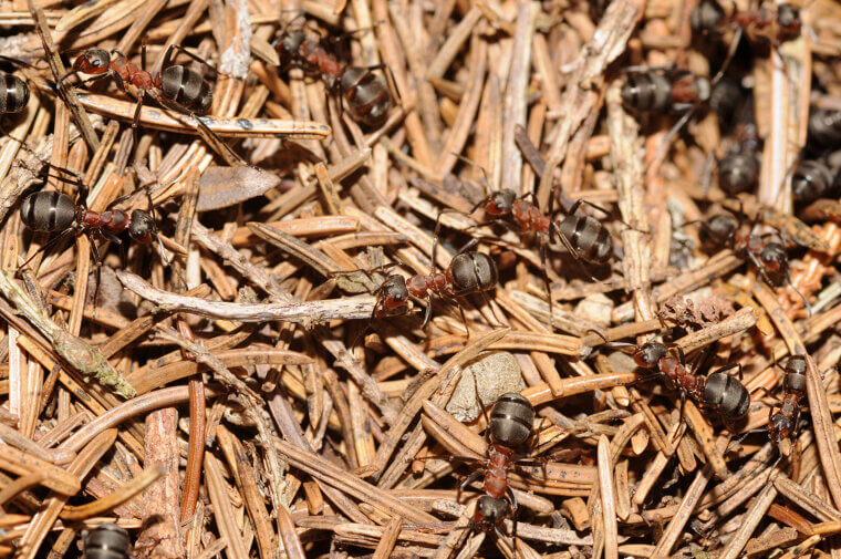 The Cornmeal Cure: Controlling Ants and Fungus Naturally