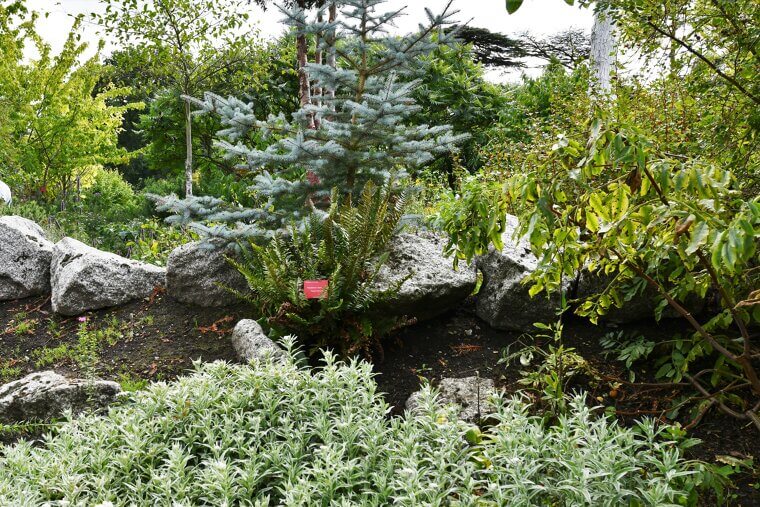 The Singing Secret: Why Talking to Your Plants Actually Works