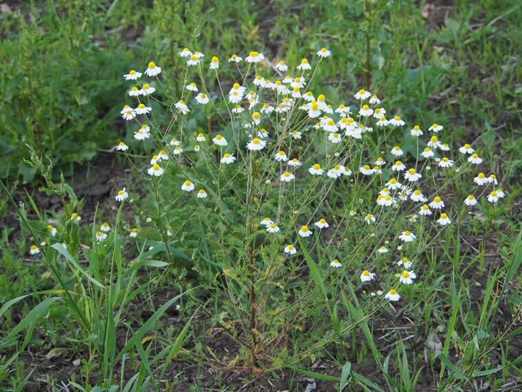 The Chamomile Cold Cure: Preventing "Damping Off" in Seedlings