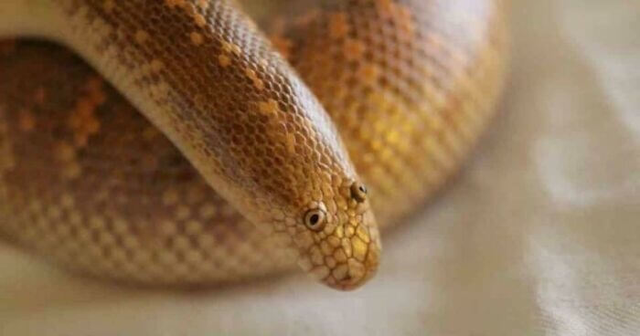 This Snake Looks Like A Children's Drawing